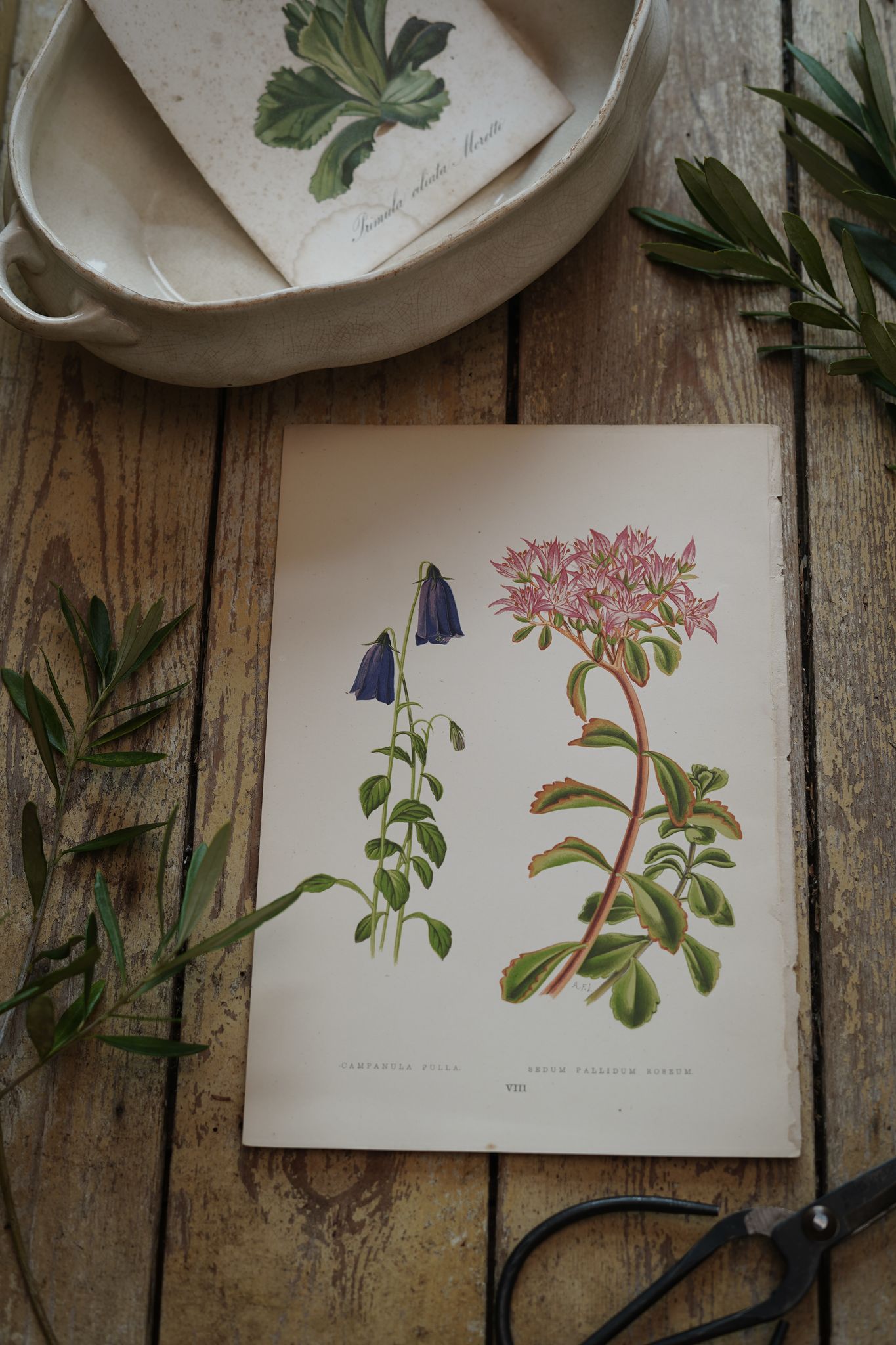 Vintage Botanical Print Campanula and Sedum
