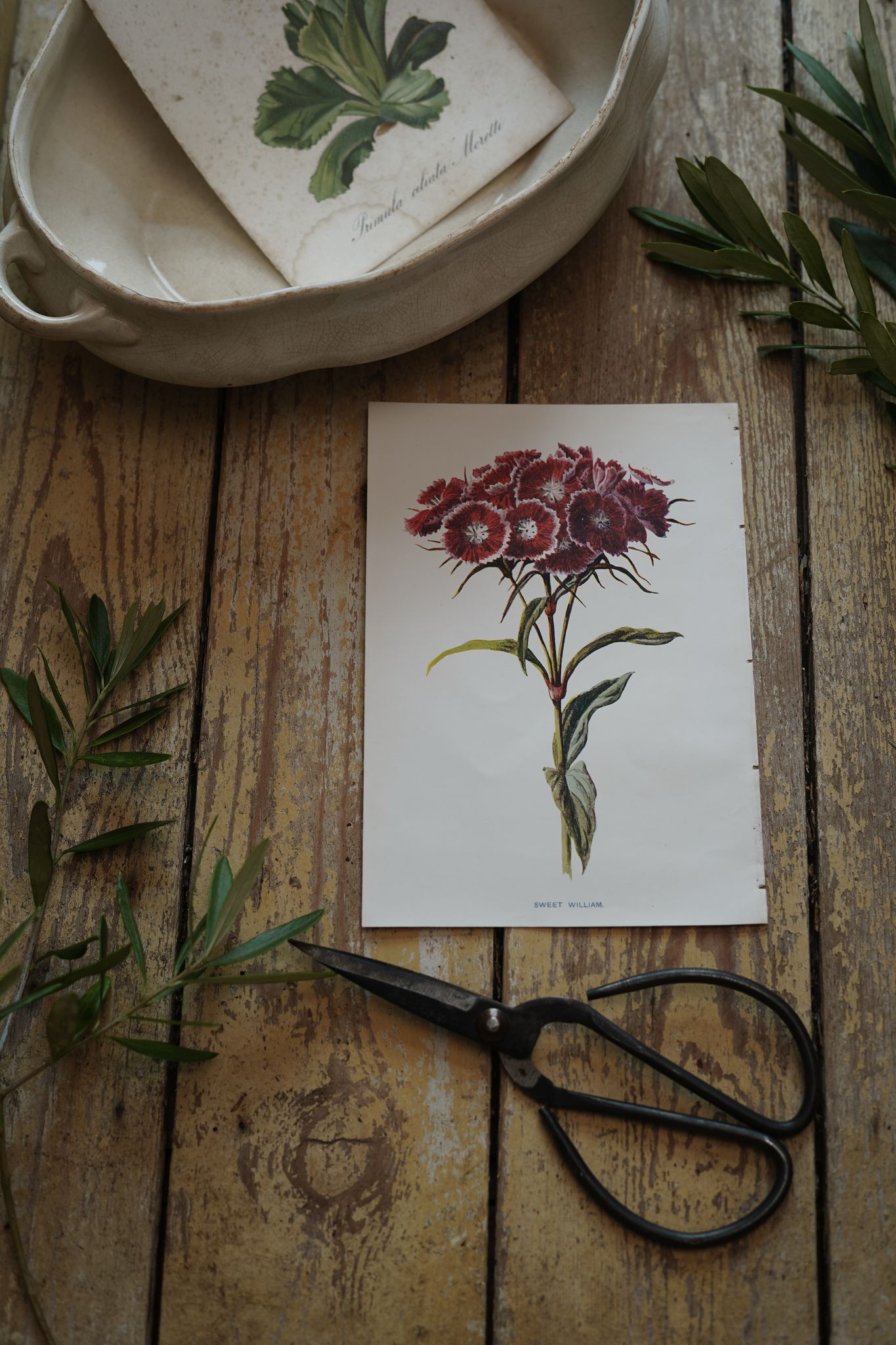 Vintage Botanical Print Sweet William