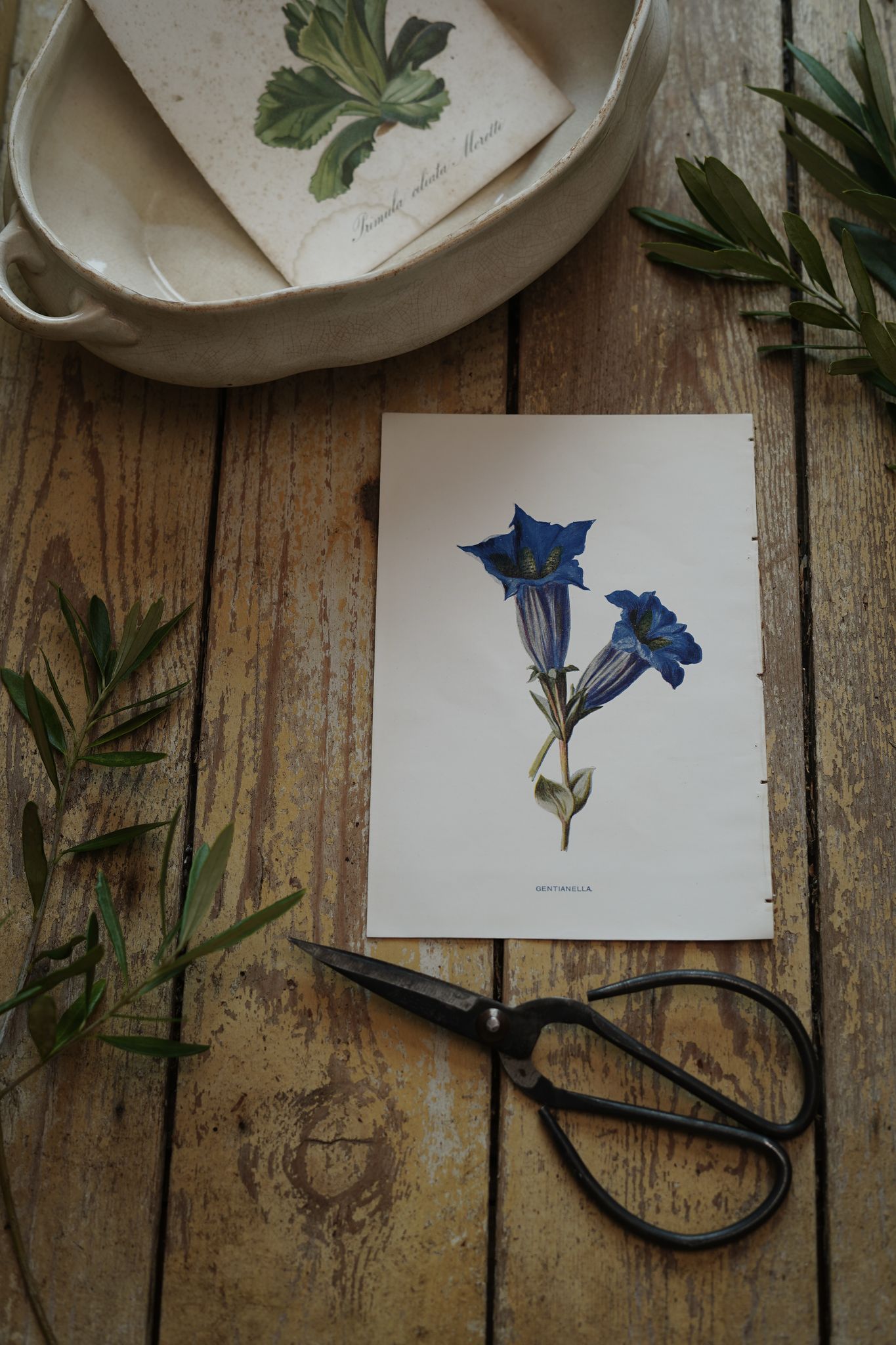 Vintage Botanical Print Gentianella