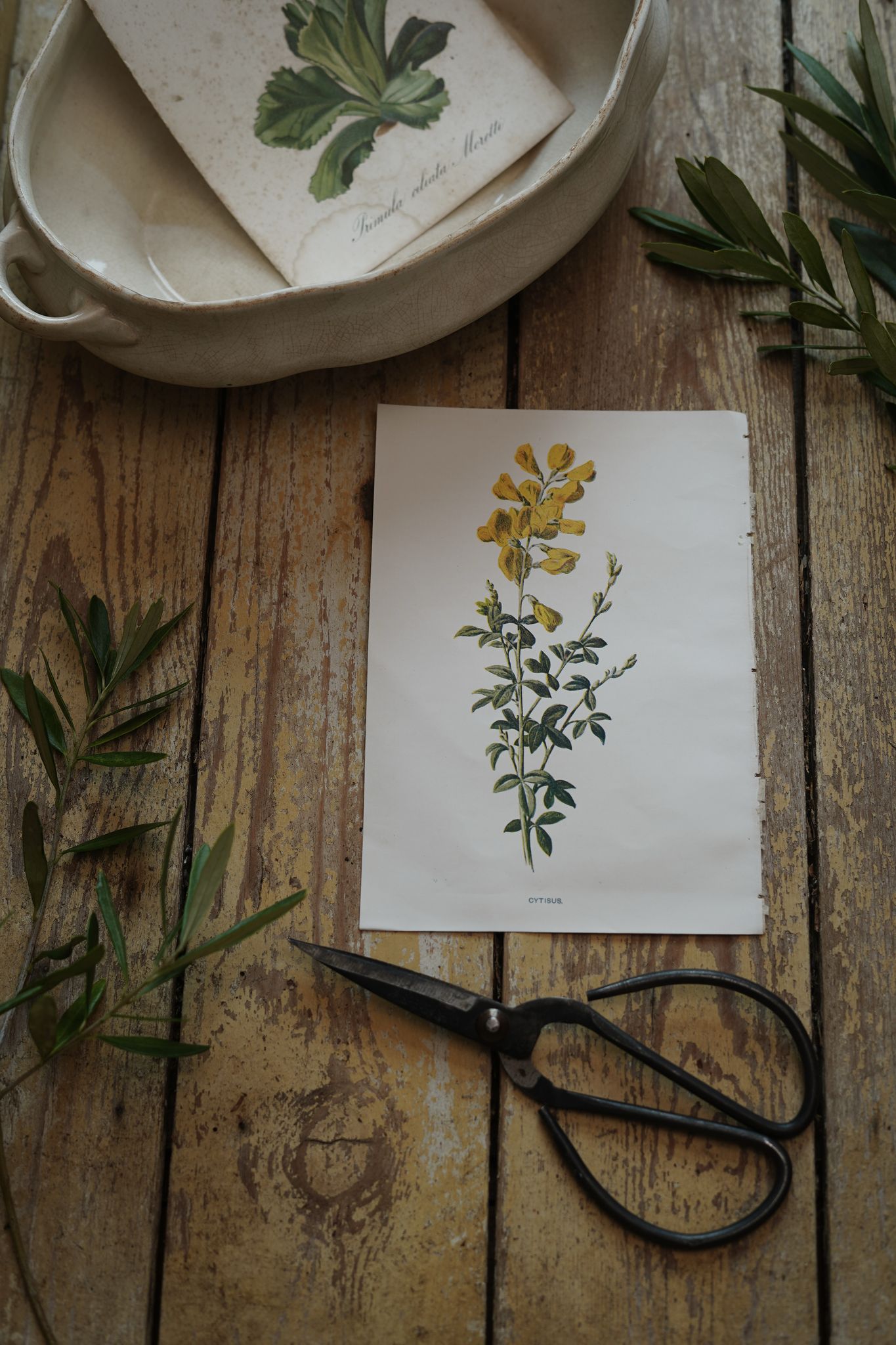 Vintage Botanical Print Cytisus