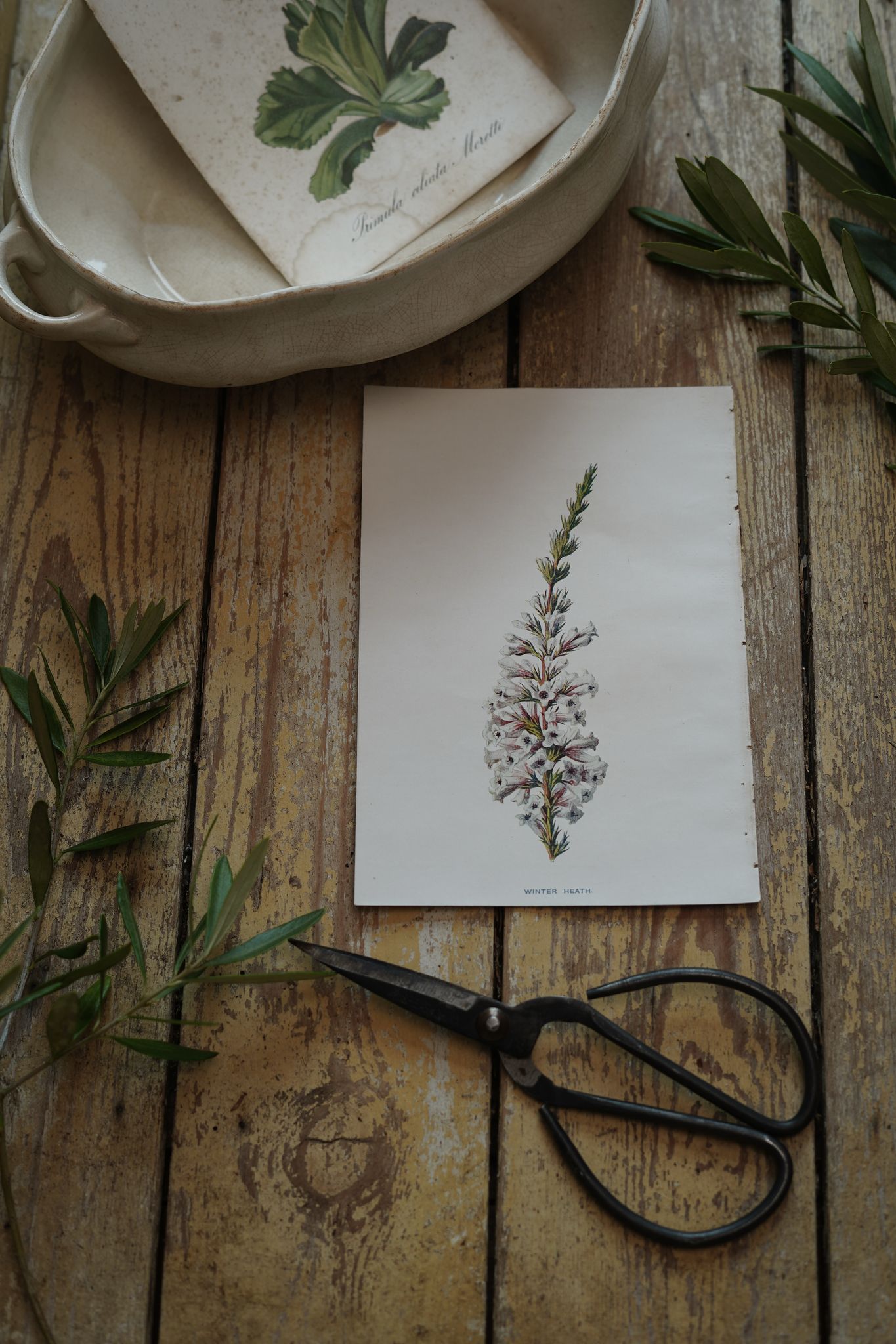 Vintage Botanical Print Winter Heath