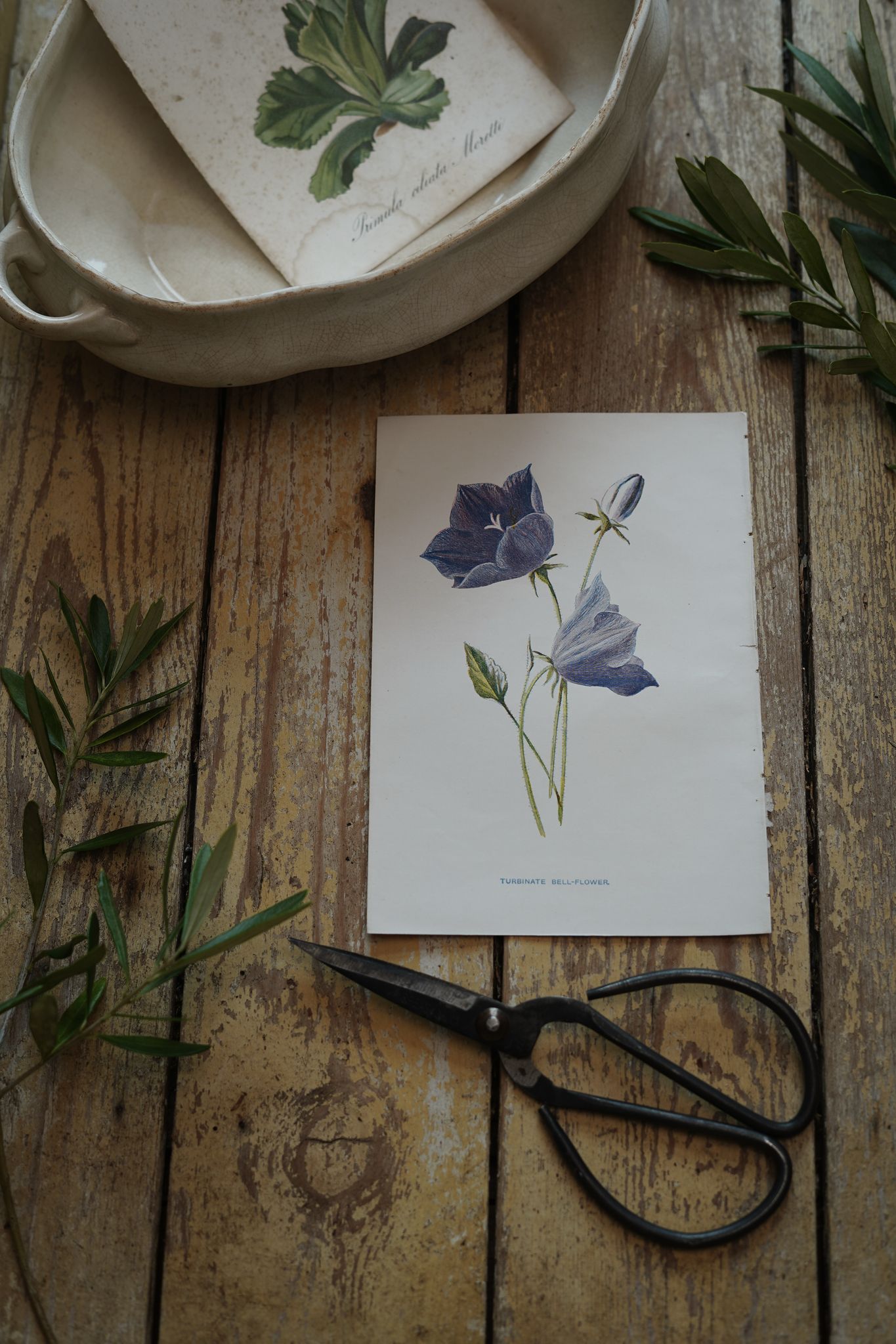 Vintage Botanical Print Turbinate Bell Flower