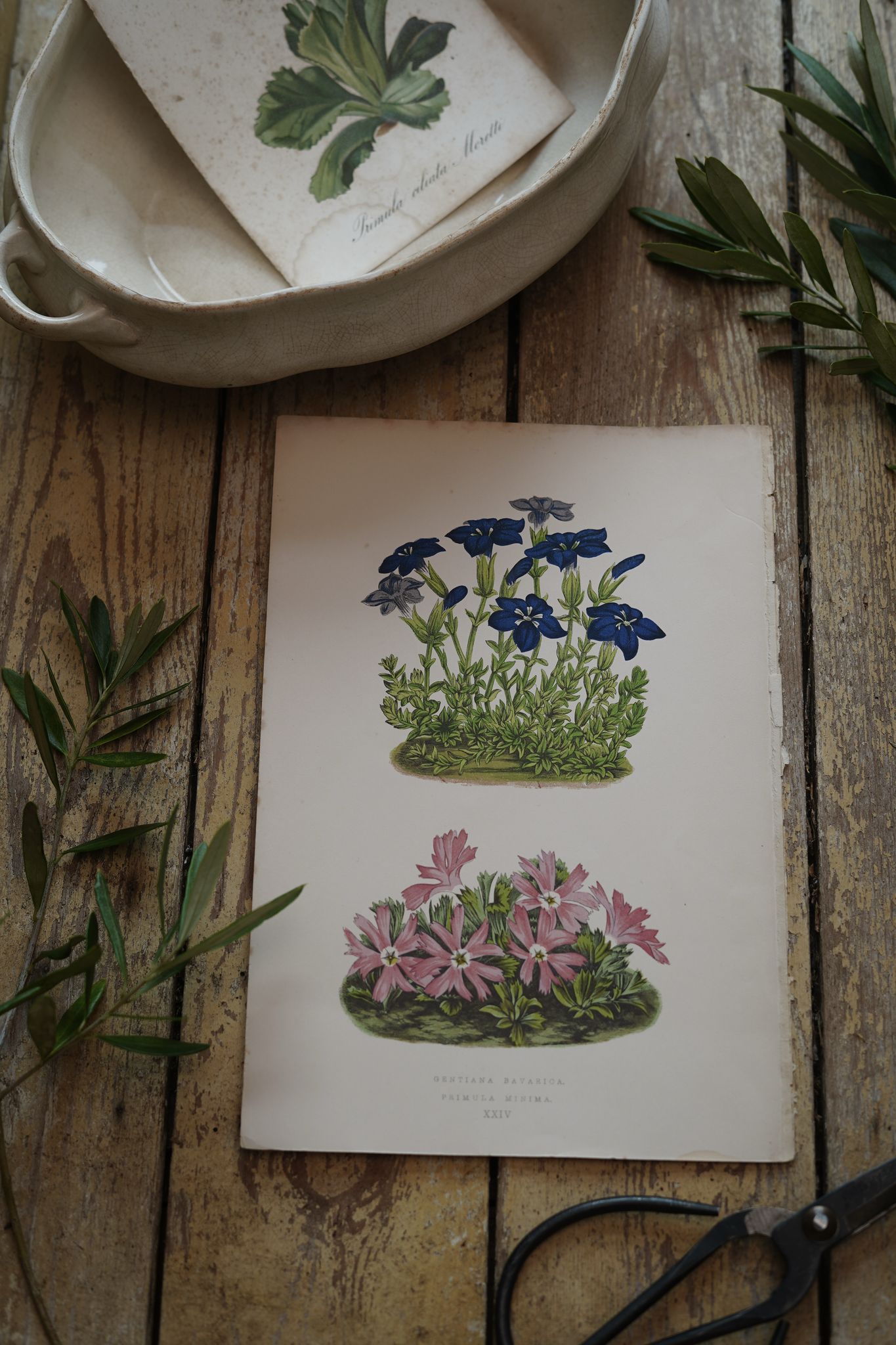 Vintage Botanical Print Gentana and Primula