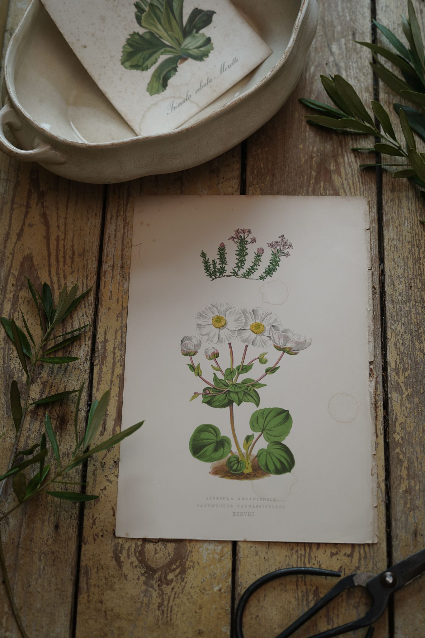 Vintage Botanical Print Asperula and Ranunculus